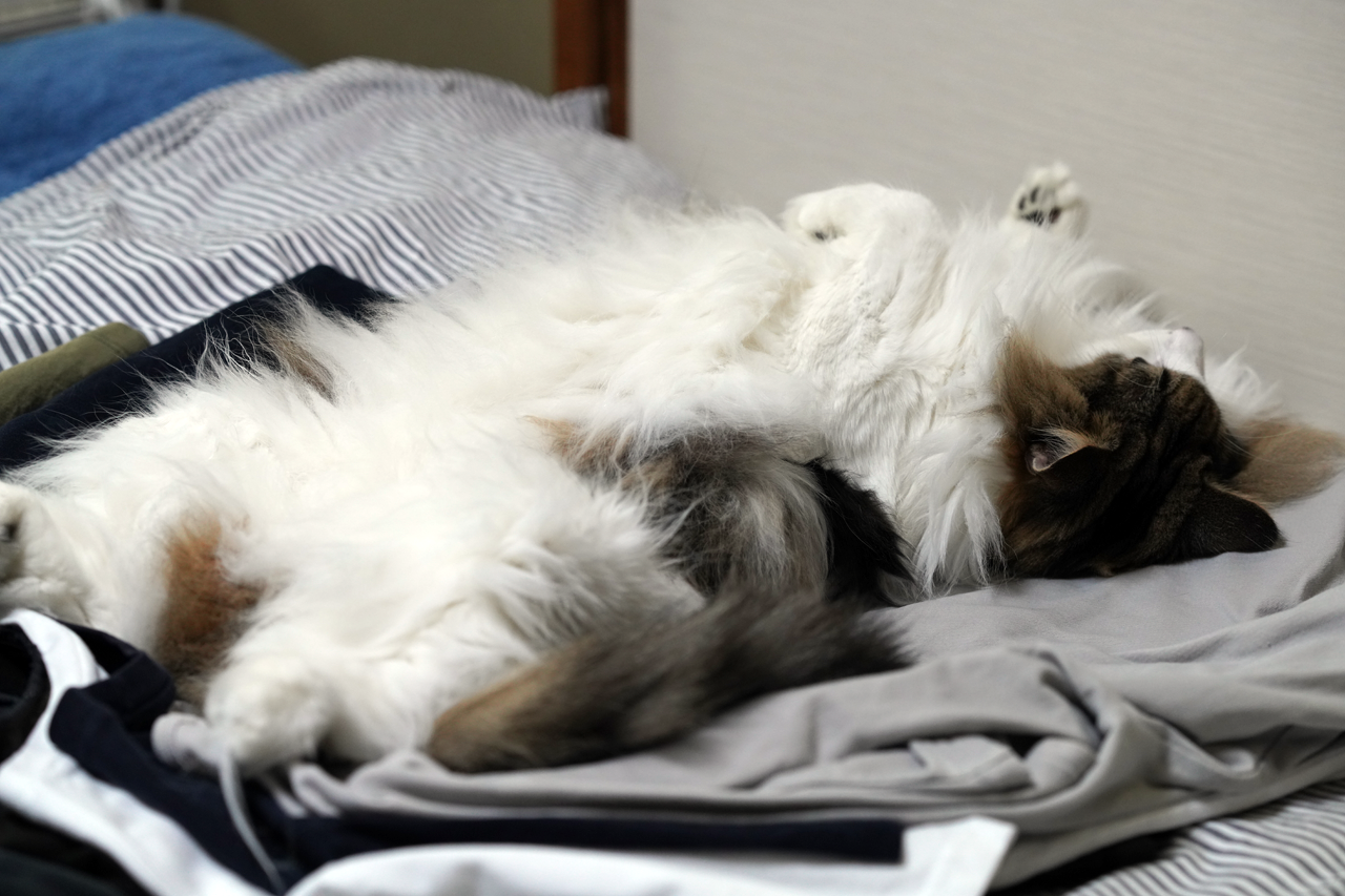 f:id:kazuhiro0214:20200820230642p:plain