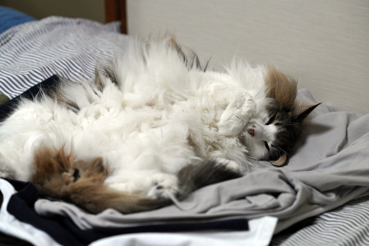 f:id:kazuhiro0214:20200820230721p:plain