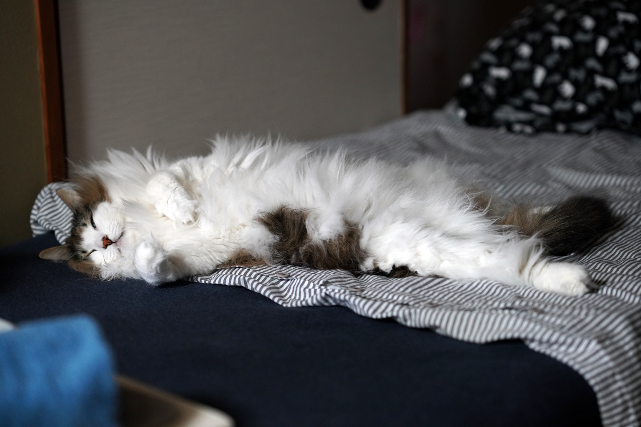 f:id:kazuhiro0214:20200824224503p:plain