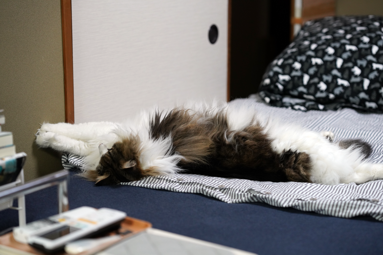 f:id:kazuhiro0214:20200828230418p:plain