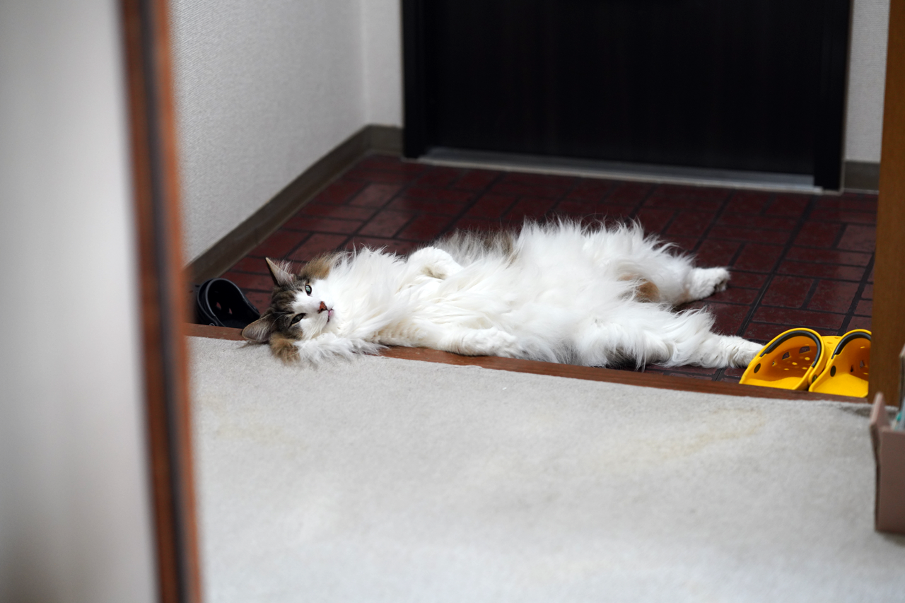 f:id:kazuhiro0214:20200923231754p:plain