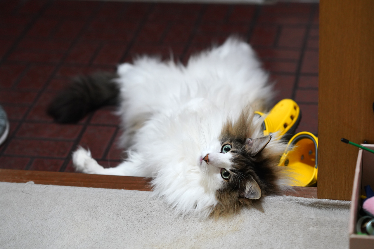 f:id:kazuhiro0214:20200923231954p:plain