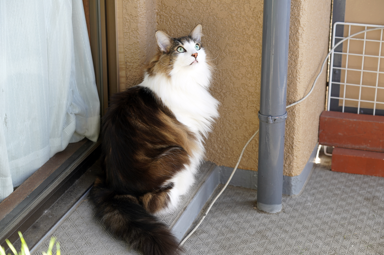 f:id:kazuhiro0214:20201104224355p:plain