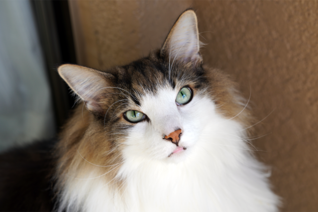 f:id:kazuhiro0214:20201104224428p:plain