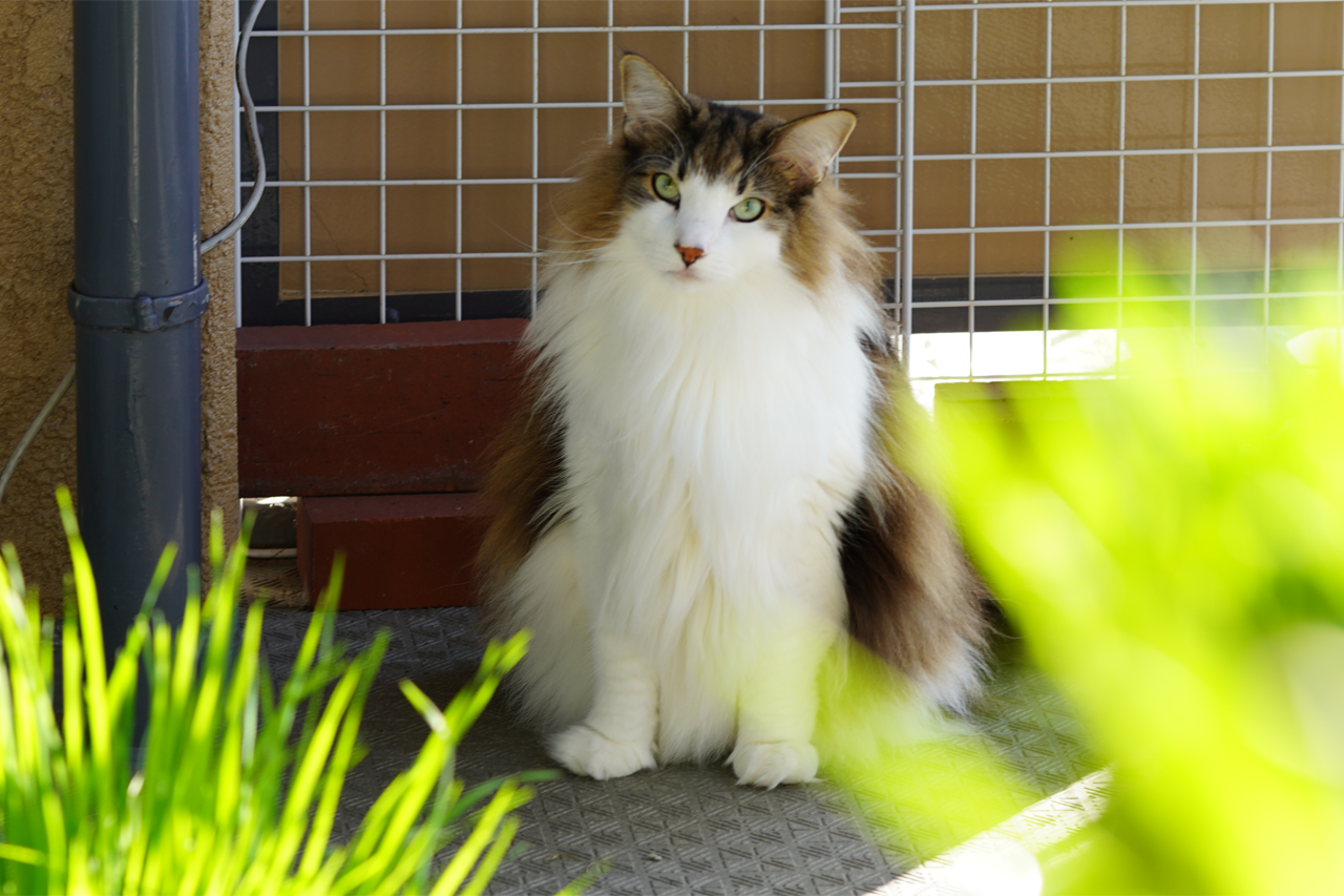 f:id:kazuhiro0214:20201104224459p:plain