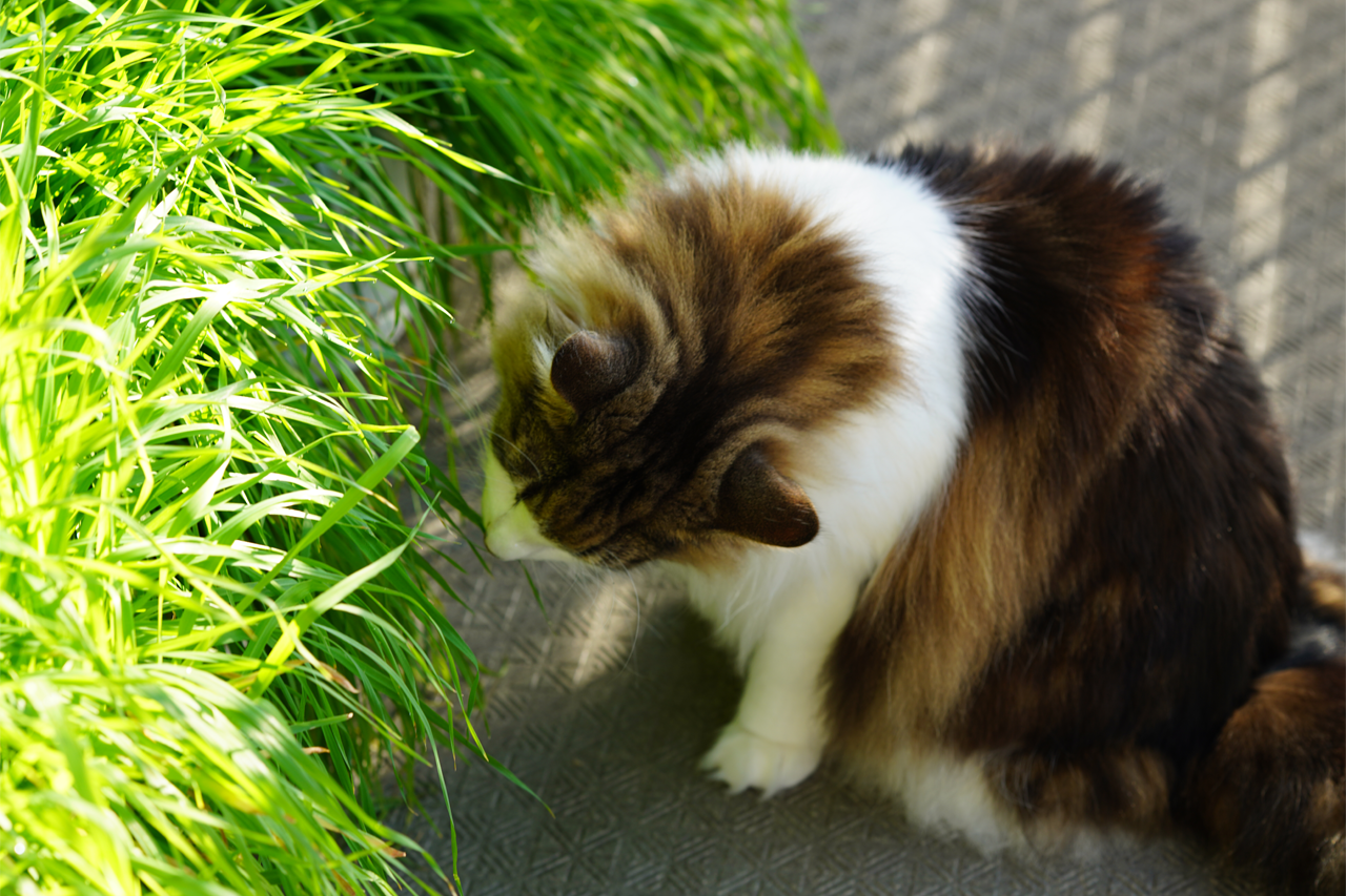 f:id:kazuhiro0214:20201110230210p:plain