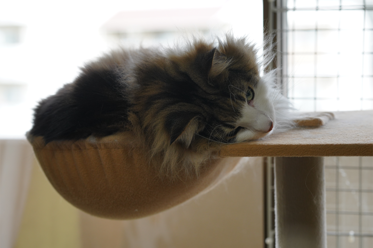 f:id:kazuhiro0214:20201120230239p:plain