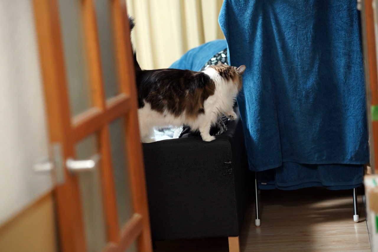 f:id:kazuhiro0214:20201125232002p:plain