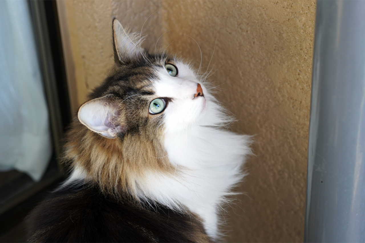 f:id:kazuhiro0214:20201128001920p:plain