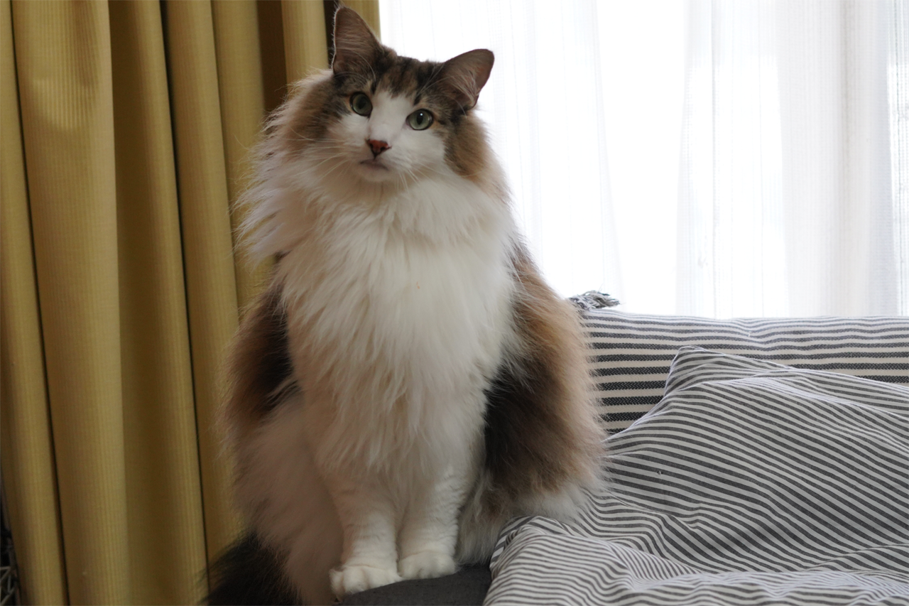 f:id:kazuhiro0214:20201128001940p:plain