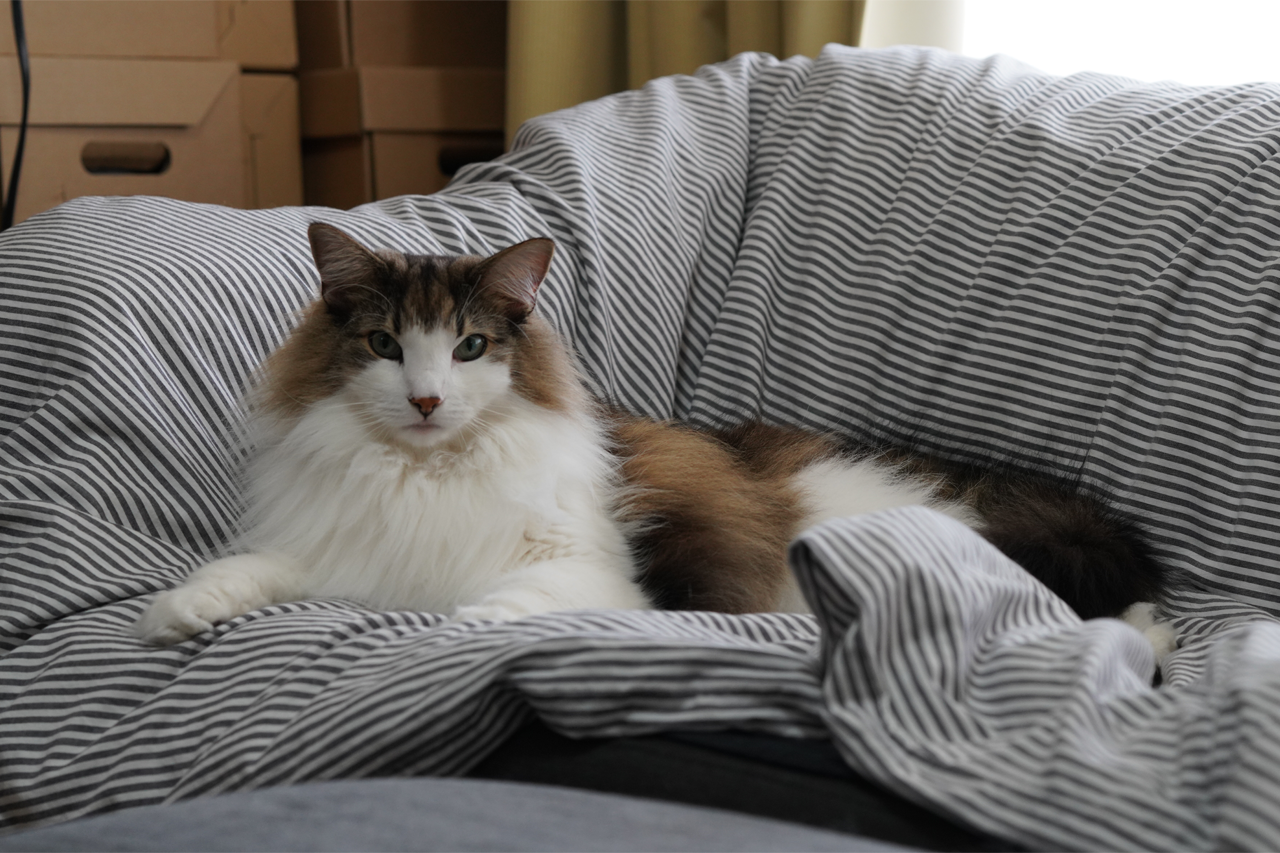 f:id:kazuhiro0214:20201128002027p:plain