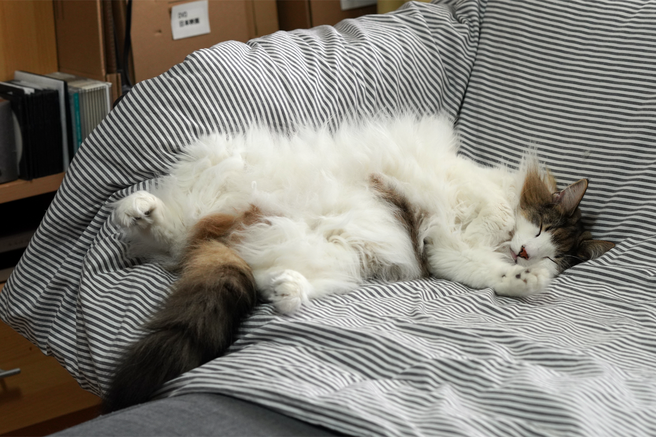 f:id:kazuhiro0214:20201128002052p:plain