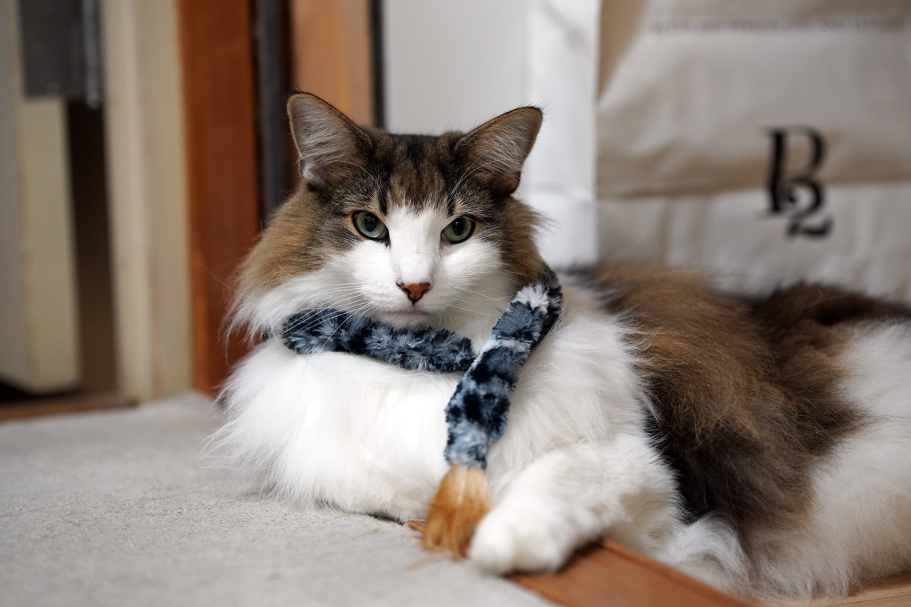 f:id:kazuhiro0214:20201128002127p:plain