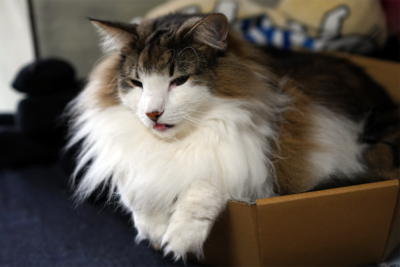 f:id:kazuhiro0214:20201128002212p:plain