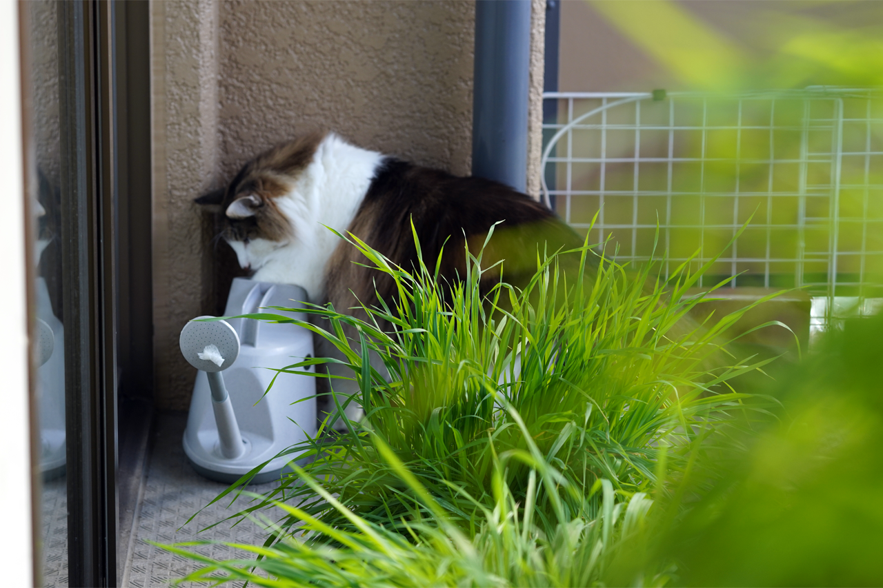 f:id:kazuhiro0214:20201206001120p:plain