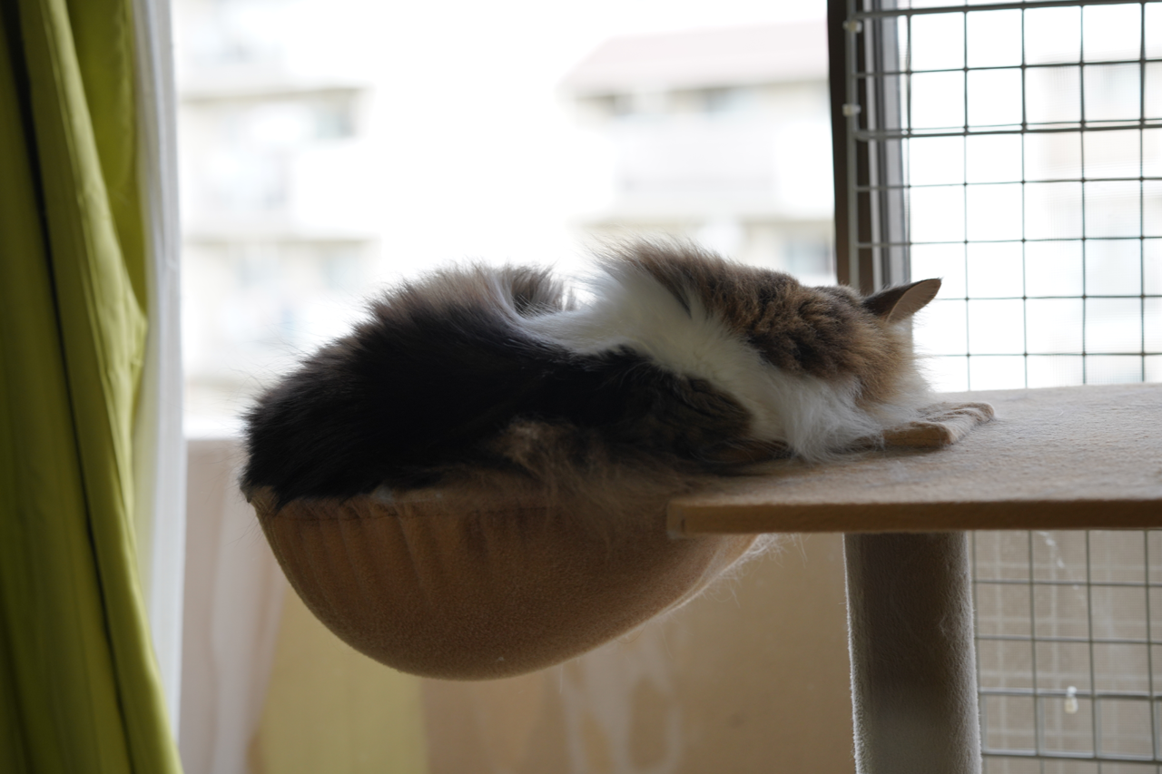 f:id:kazuhiro0214:20201209224520p:plain