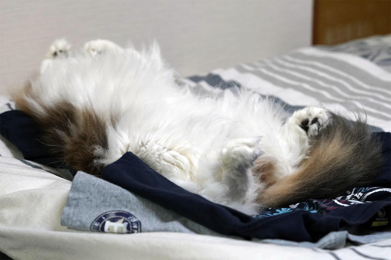 f:id:kazuhiro0214:20201209224859p:plain