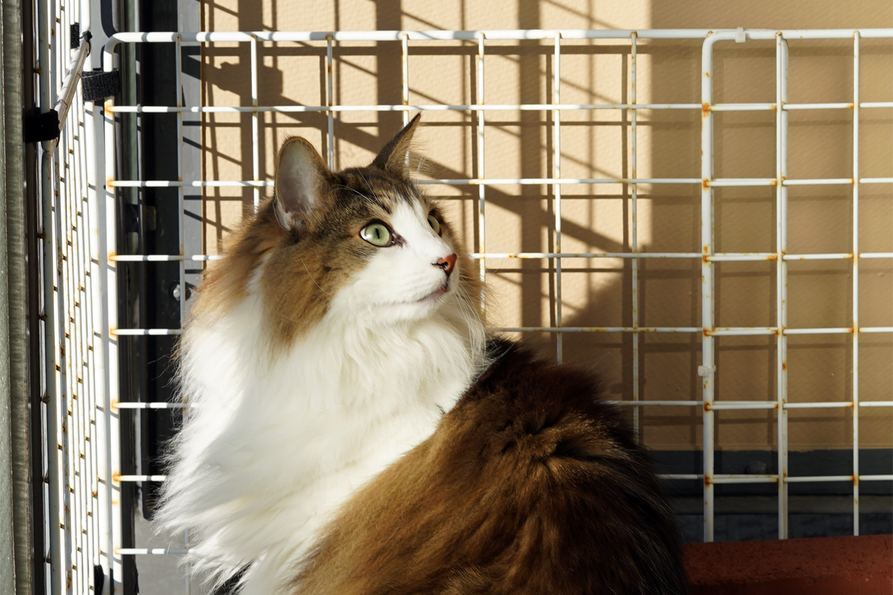 f:id:kazuhiro0214:20201217225104p:plain