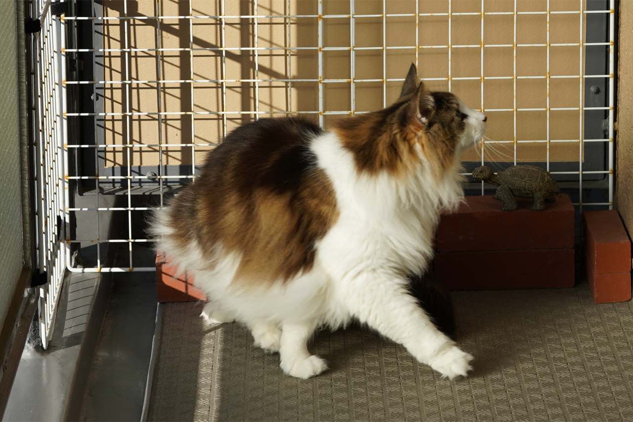 f:id:kazuhiro0214:20201217225148p:plain