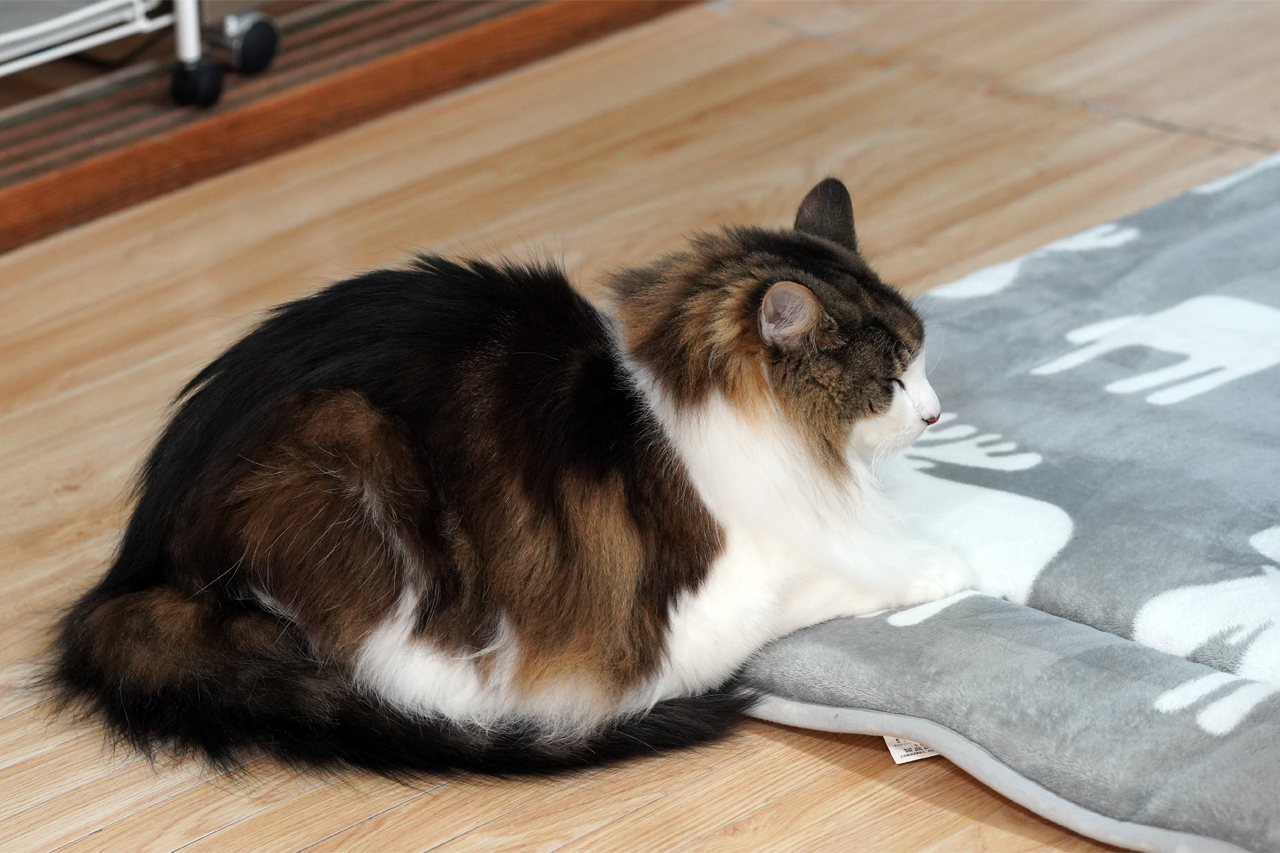 f:id:kazuhiro0214:20201217230201p:plain