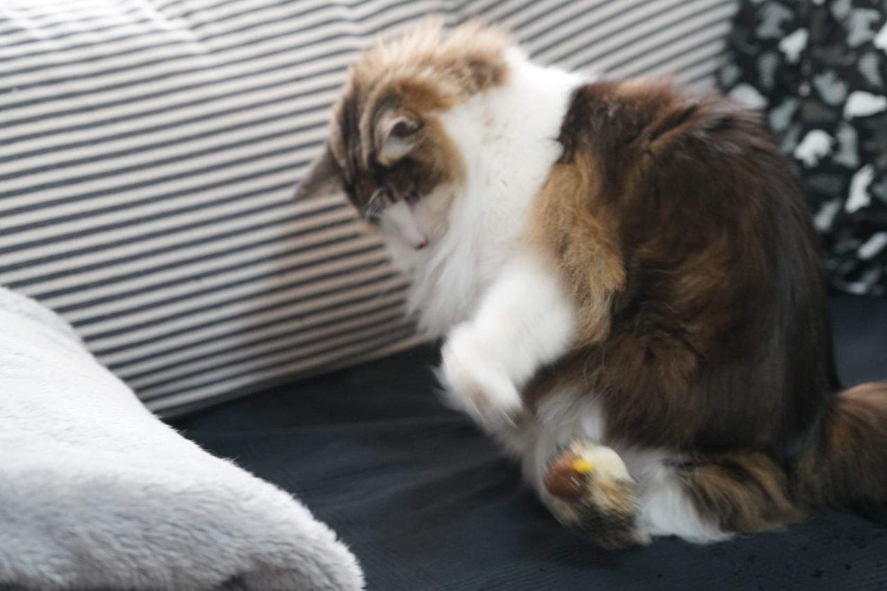 f:id:kazuhiro0214:20201217230342p:plain