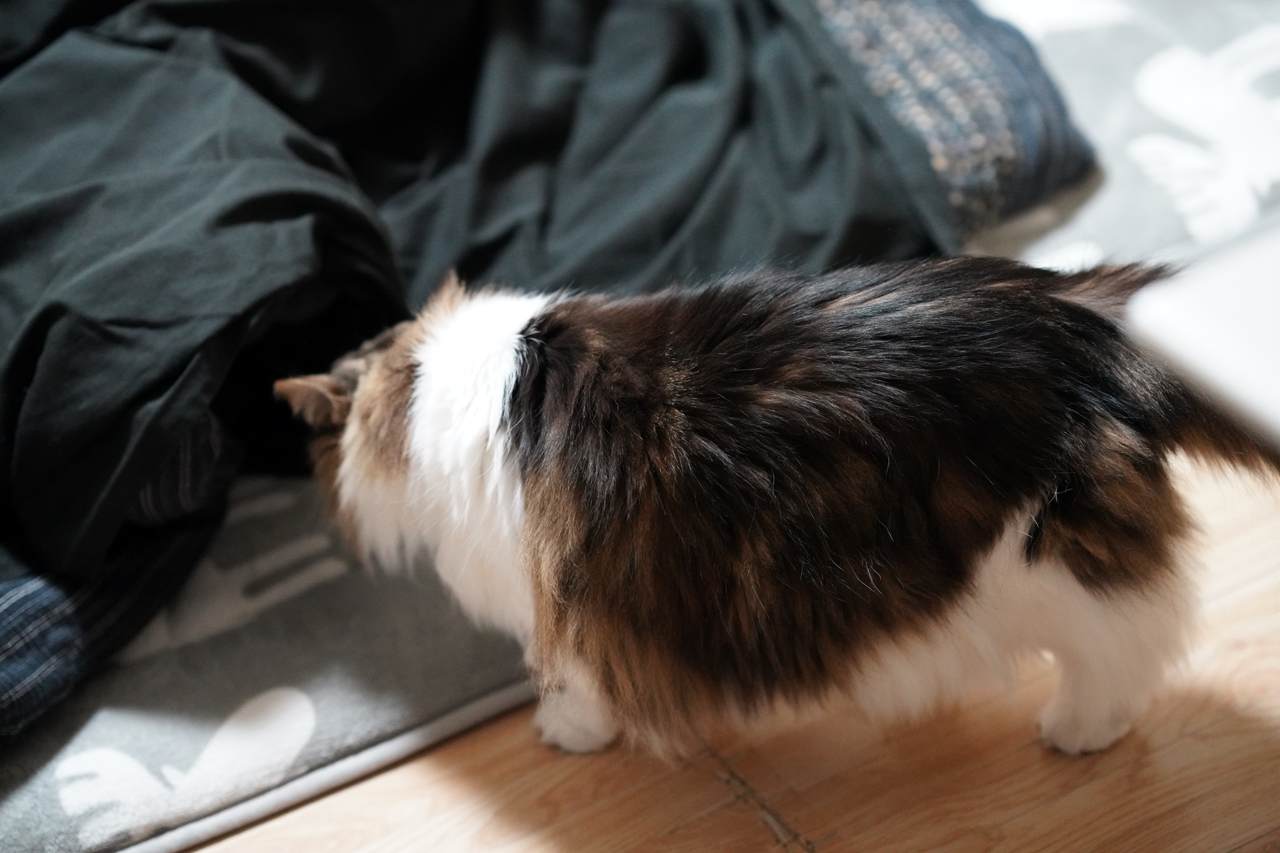 f:id:kazuhiro0214:20201221224726p:plain