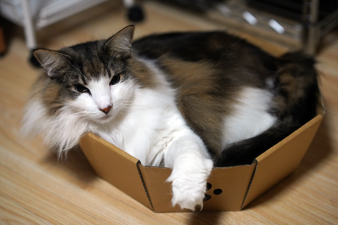 f:id:kazuhiro0214:20201225231648p:plain