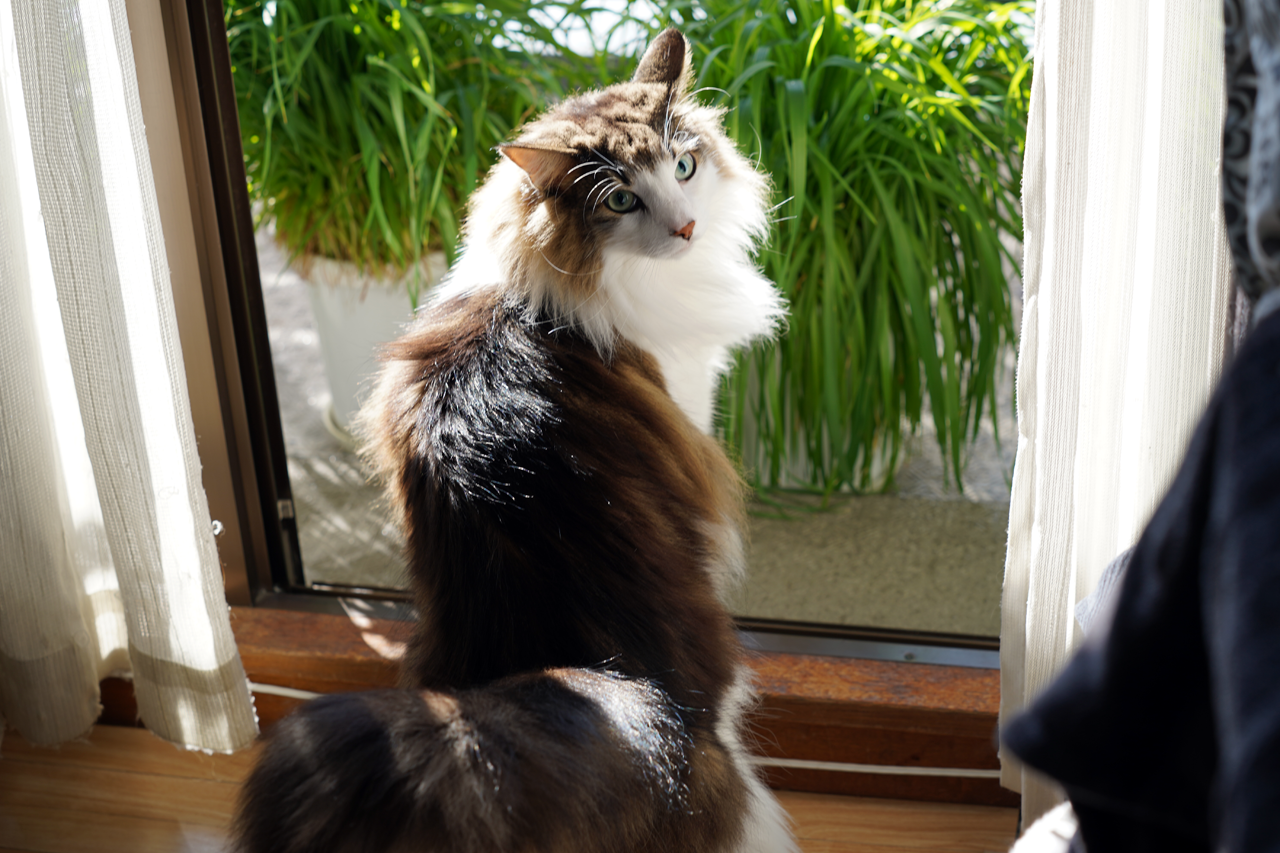 f:id:kazuhiro0214:20201229233137p:plain