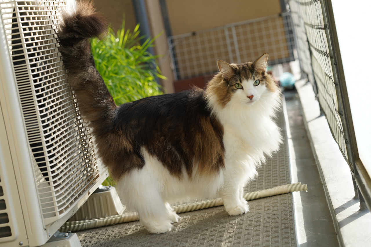 f:id:kazuhiro0214:20201229233349p:plain