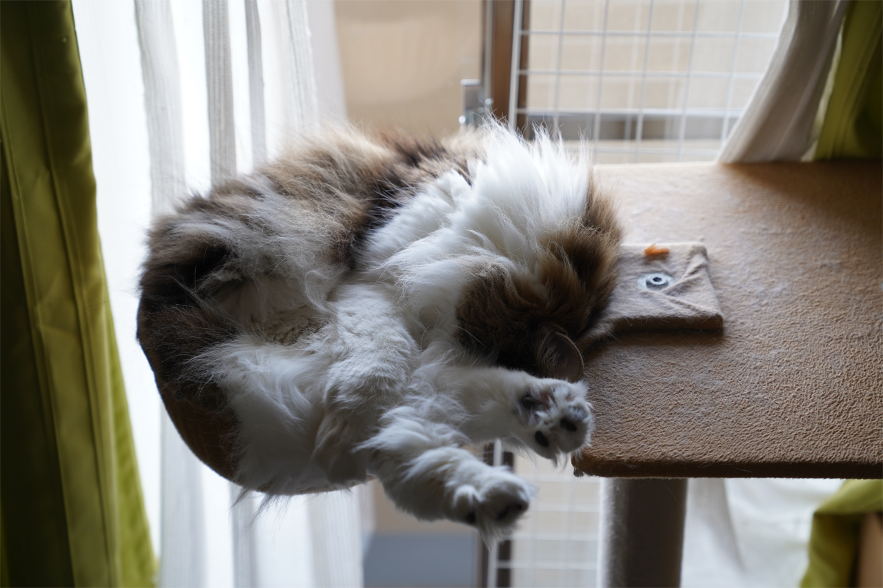 f:id:kazuhiro0214:20210104225855p:plain