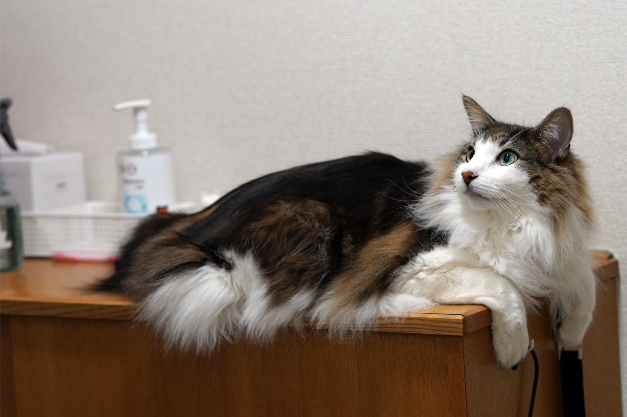 f:id:kazuhiro0214:20210112230556p:plain