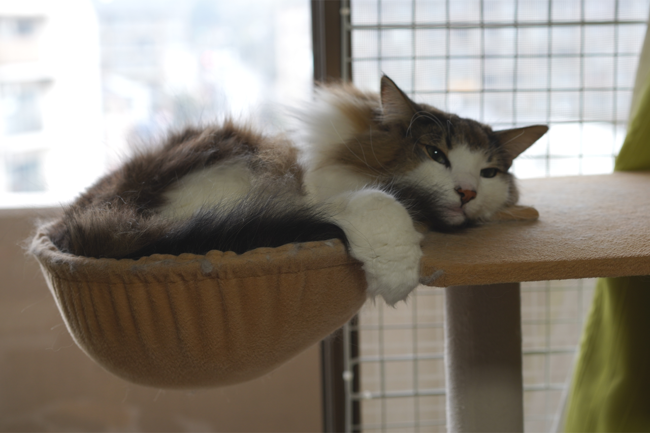 f:id:kazuhiro0214:20210116235211p:plain