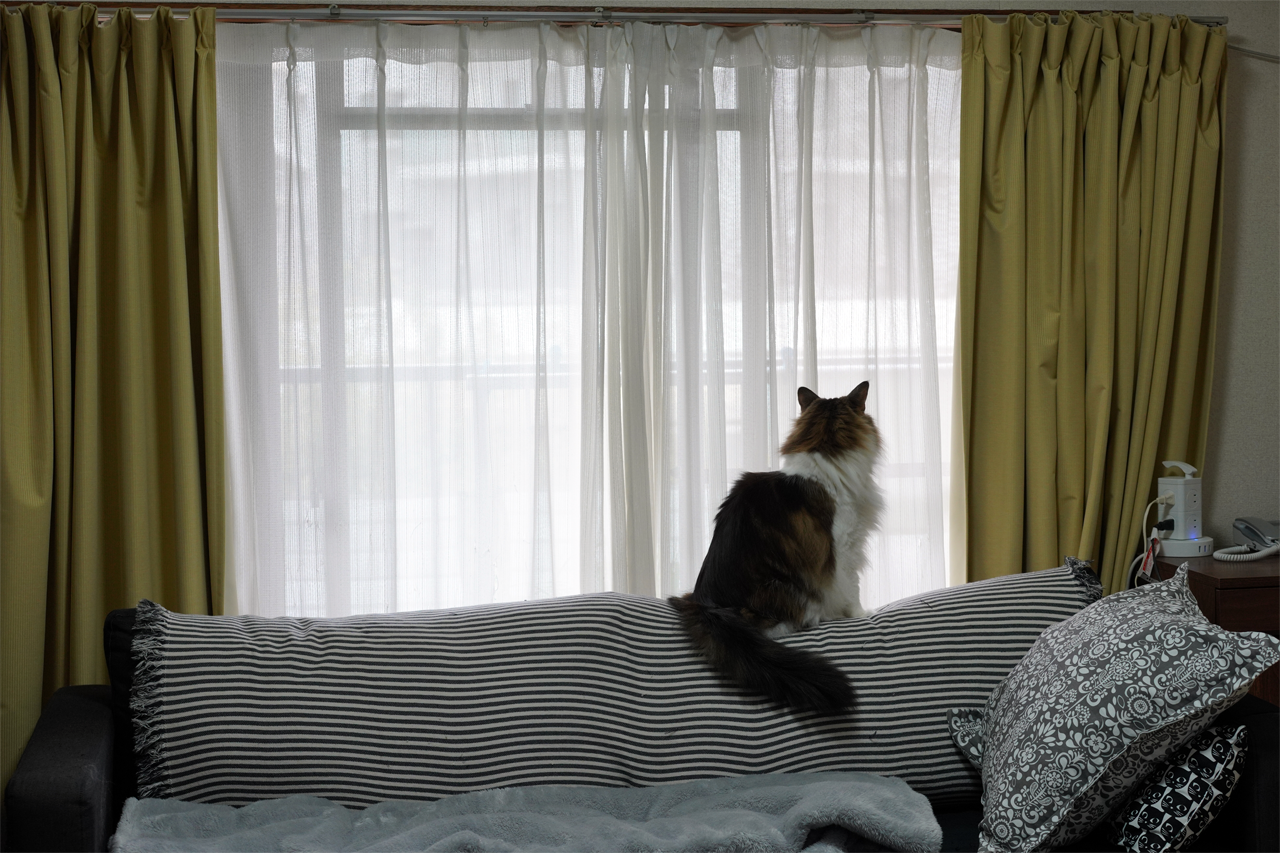 f:id:kazuhiro0214:20210116235240p:plain