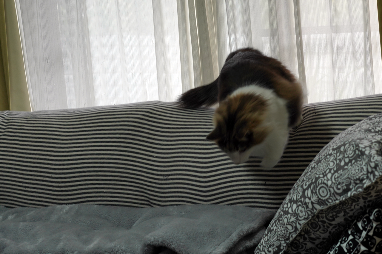 f:id:kazuhiro0214:20210116235338p:plain