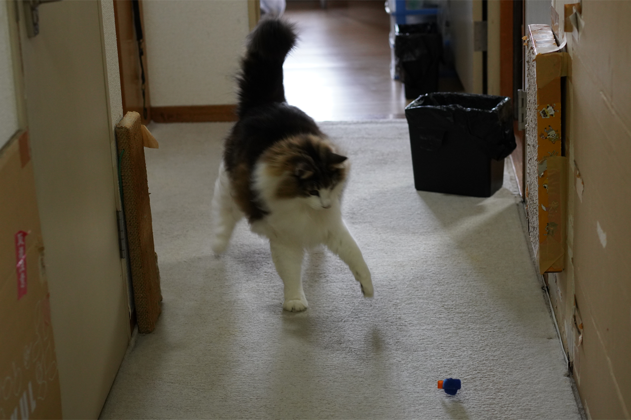 f:id:kazuhiro0214:20210116235422p:plain