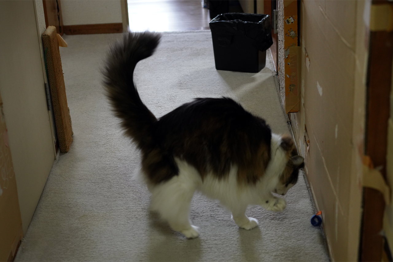 f:id:kazuhiro0214:20210116235511p:plain