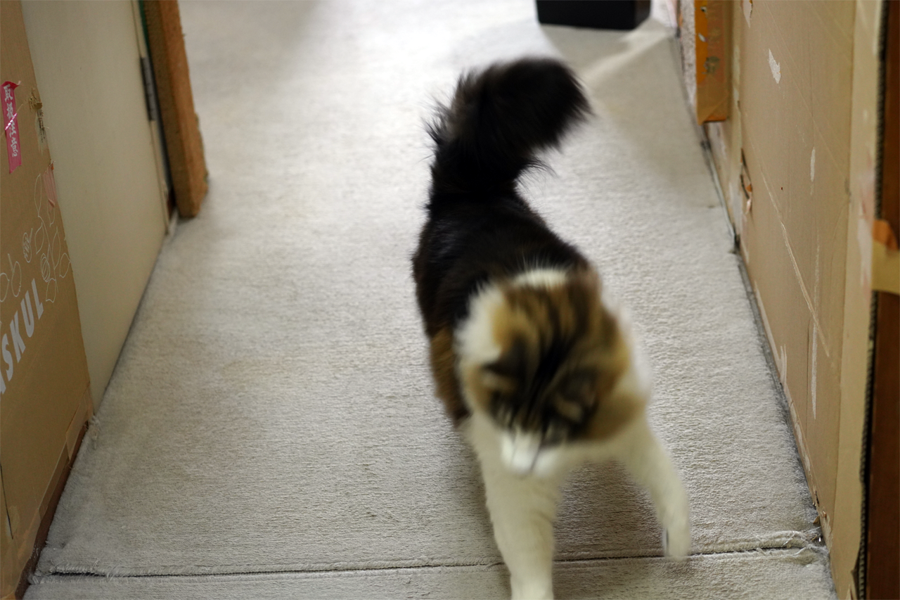 f:id:kazuhiro0214:20210116235554p:plain