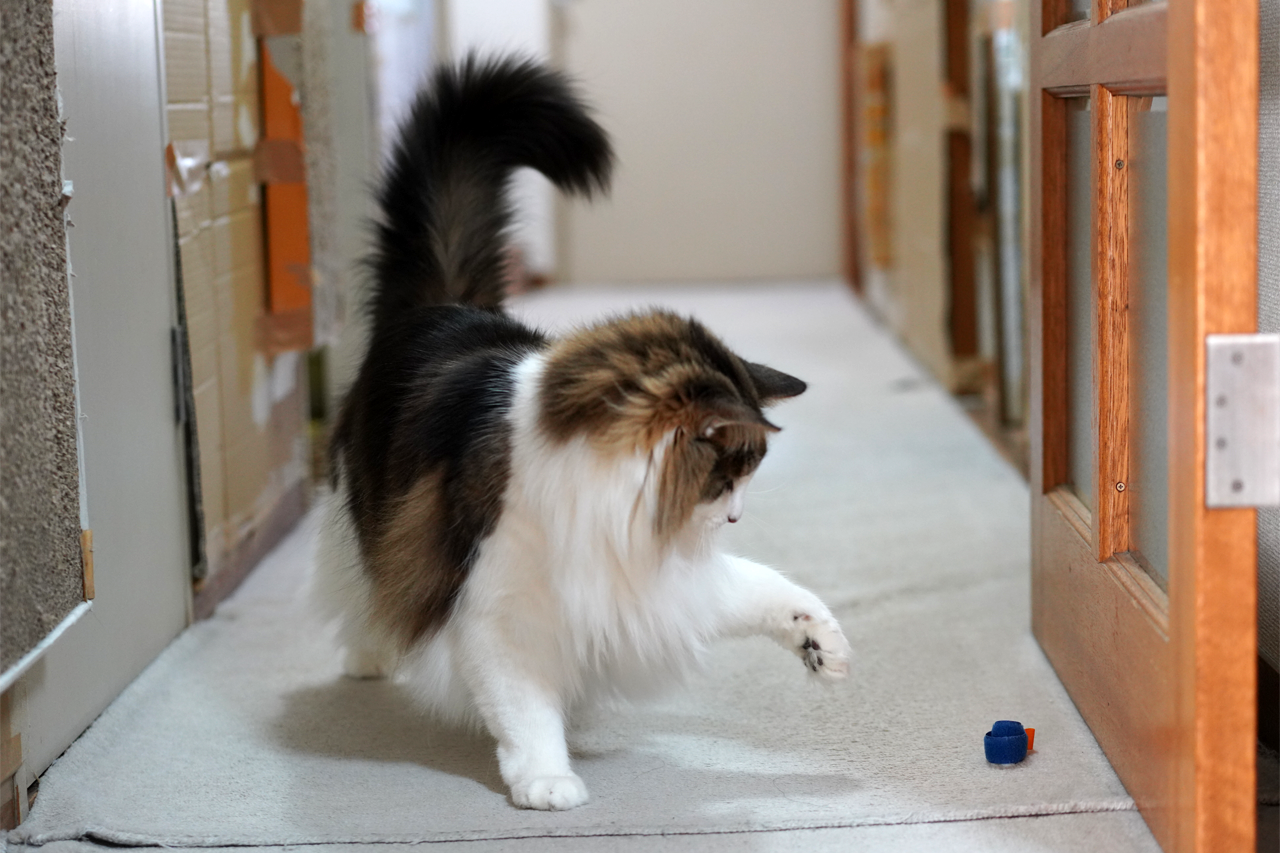 f:id:kazuhiro0214:20210118231835p:plain