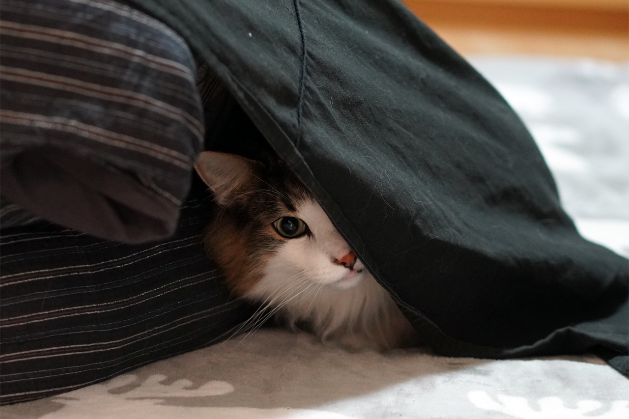 f:id:kazuhiro0214:20210118231910p:plain