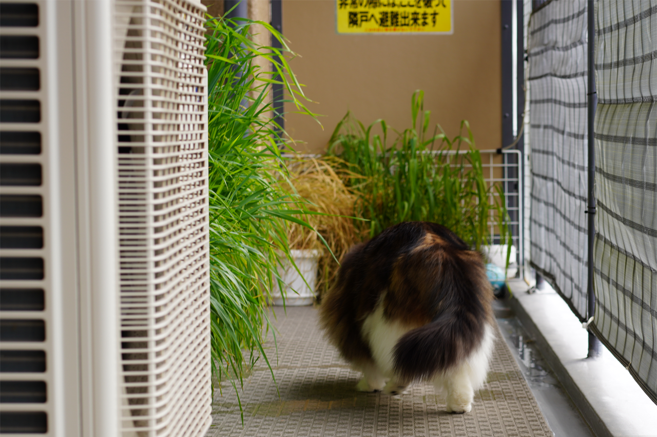 f:id:kazuhiro0214:20210120232522p:plain