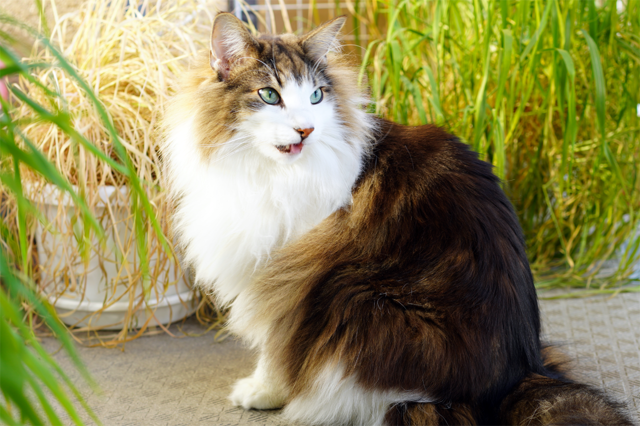 f:id:kazuhiro0214:20210120232749p:plain