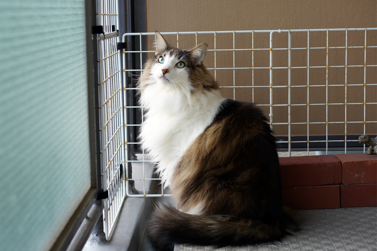 f:id:kazuhiro0214:20210120232839p:plain