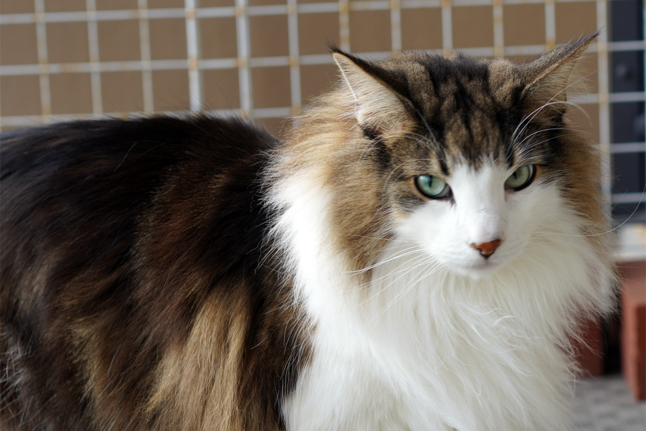 f:id:kazuhiro0214:20210120232916p:plain