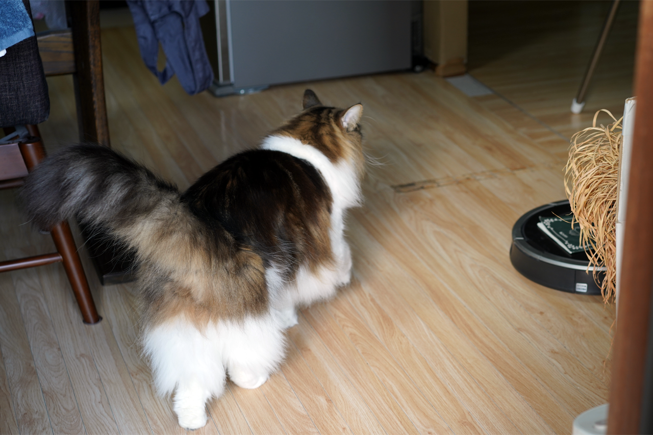 f:id:kazuhiro0214:20210120233025p:plain