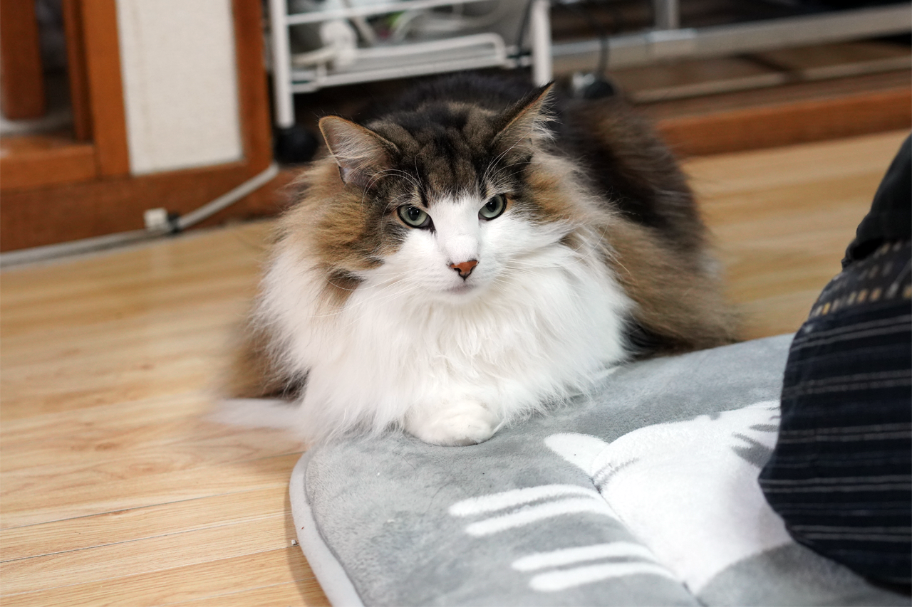 f:id:kazuhiro0214:20210122232059p:plain