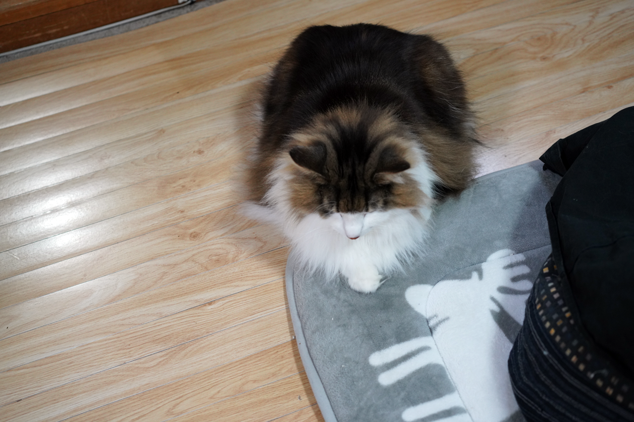 f:id:kazuhiro0214:20210122232158p:plain