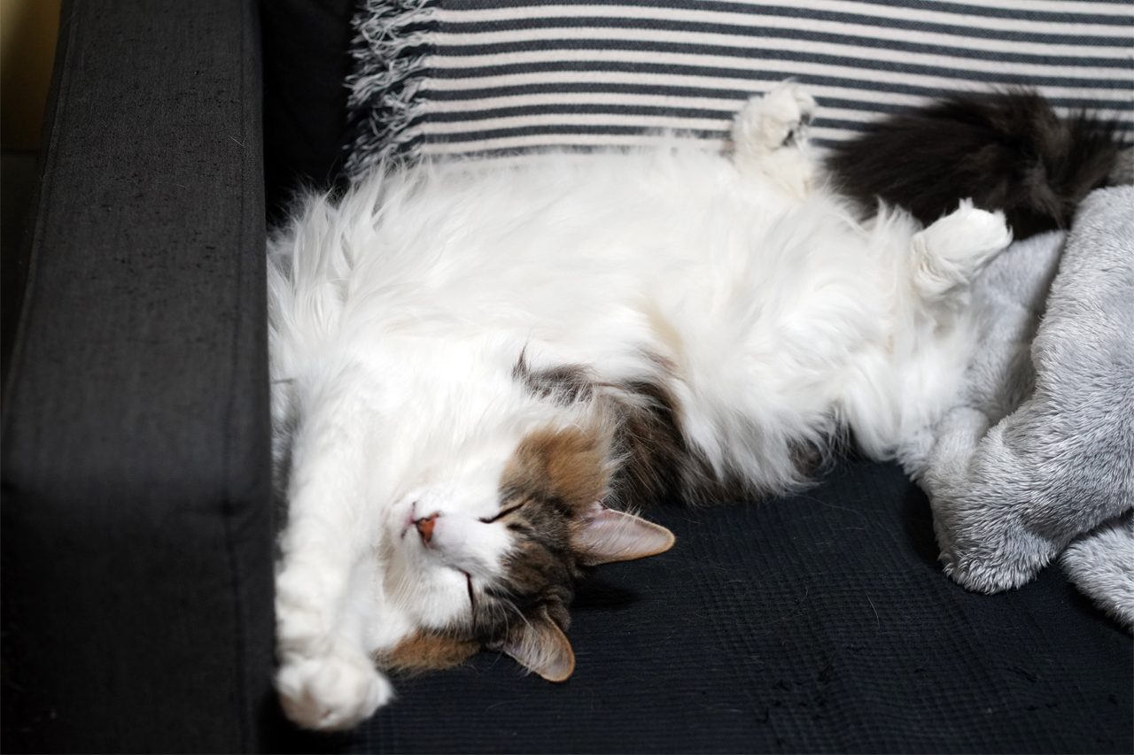 f:id:kazuhiro0214:20210122232432p:plain