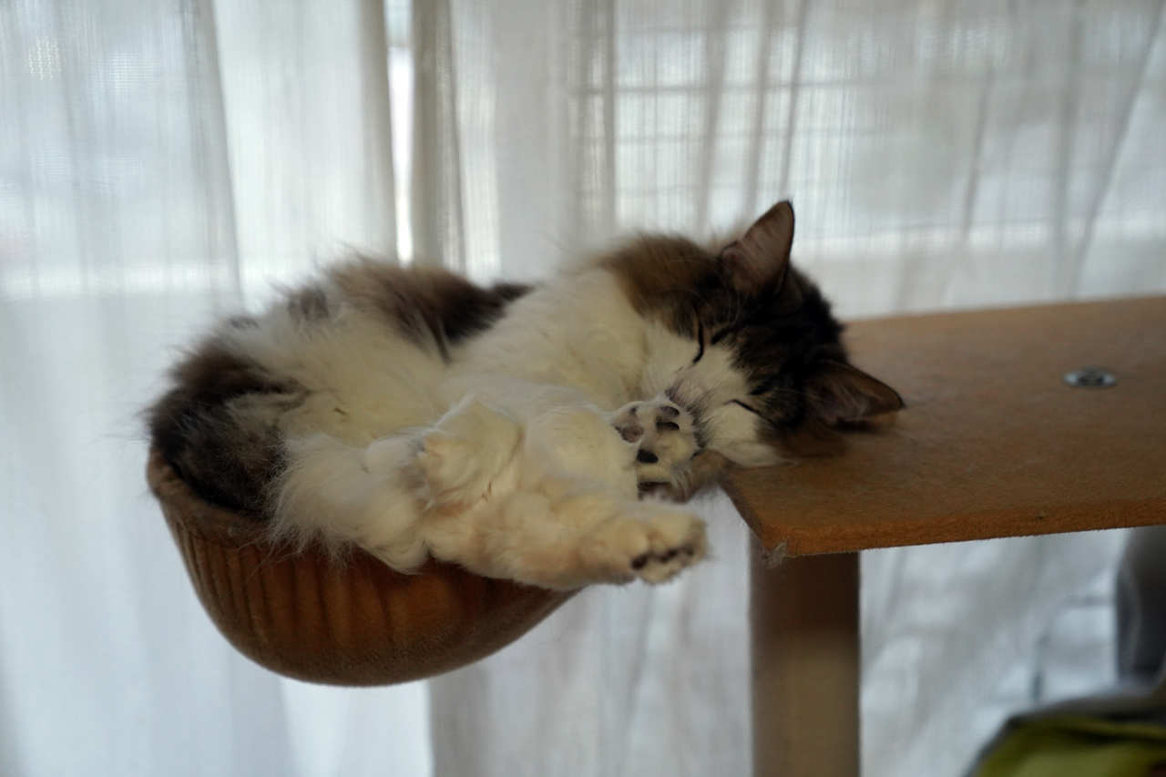 f:id:kazuhiro0214:20210126225717p:plain