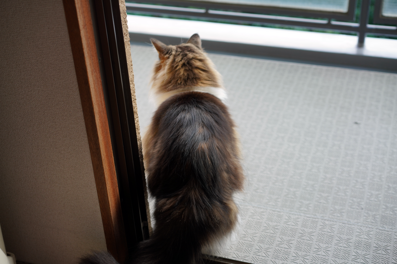 f:id:kazuhiro0214:20210131001418p:plain