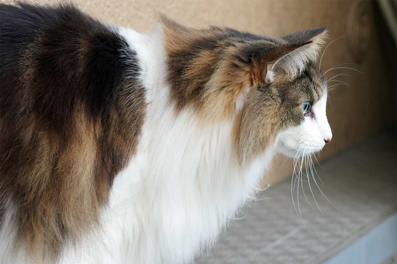 f:id:kazuhiro0214:20210131001457p:plain